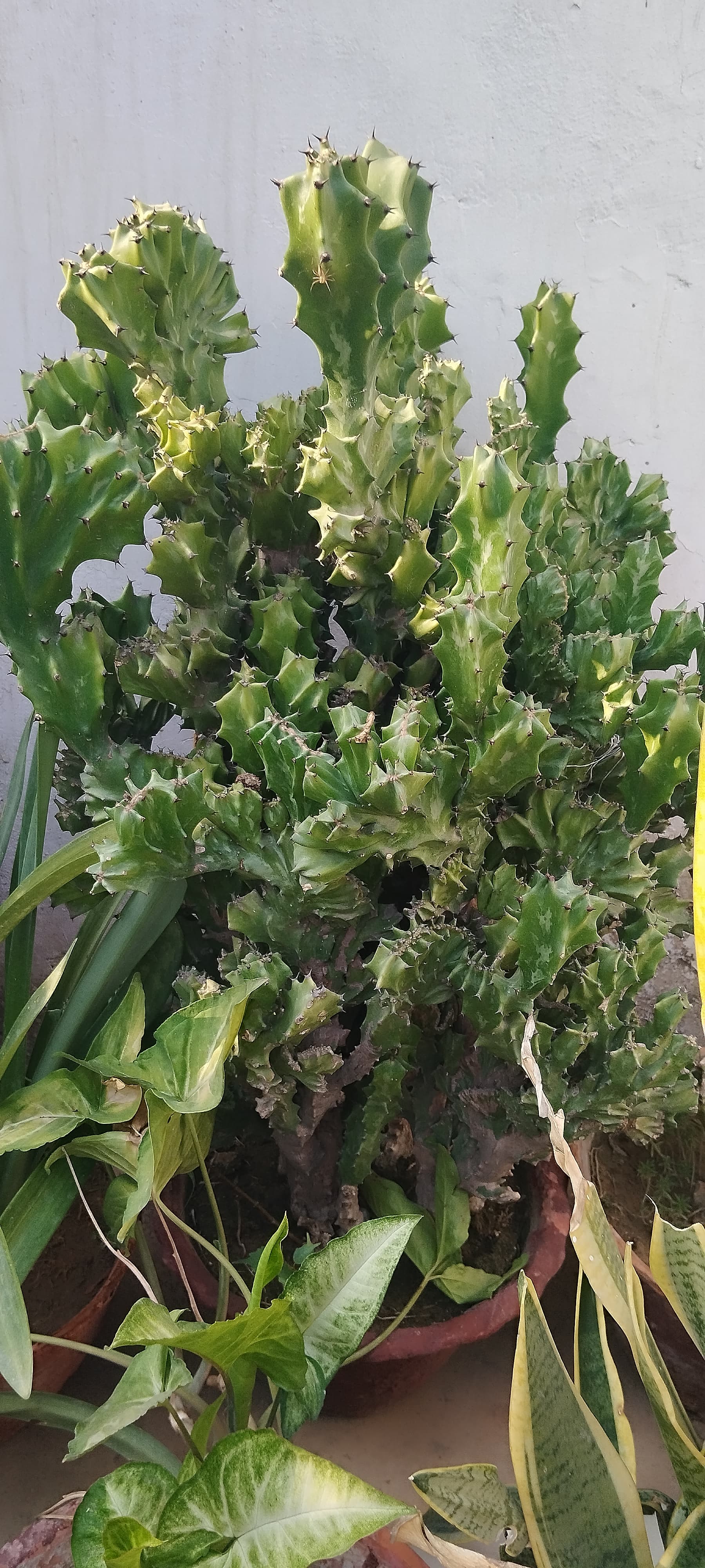 Cow’s Horn Euphorbia